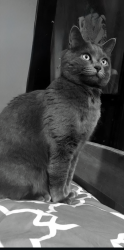 Lost Female Cat last seen McMahon Blvd. NW, Albuquerque, NM 87114