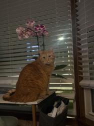 Lost Male Cat last seen Oconto and Albion, Chicago, IL 60631