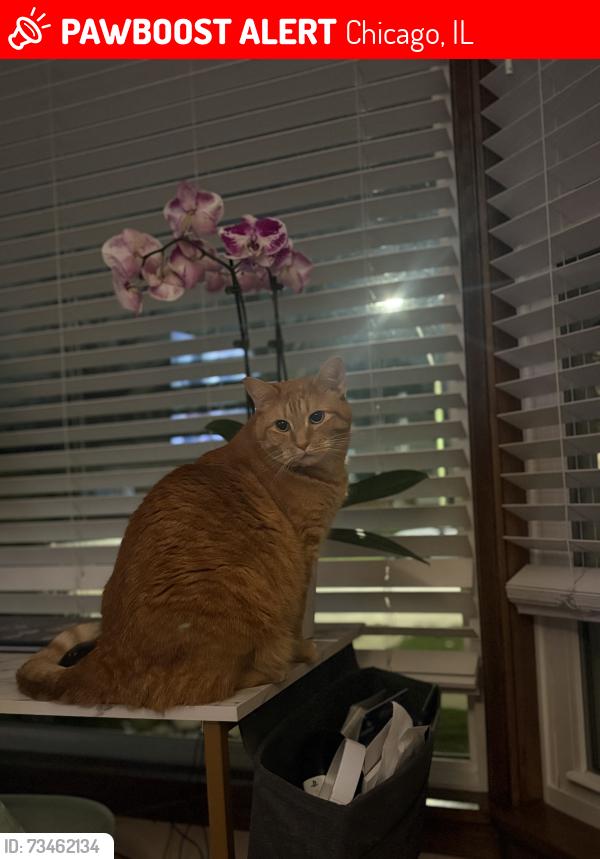 Lost Male Cat last seen Oconto and Albion, Chicago, IL 60631