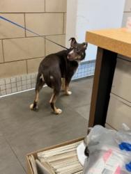Shelter Stray Female Dog last seen Near Gross RD, 75149, TX, 1650 Gross Rd, Mesquite, TX 75149, USA