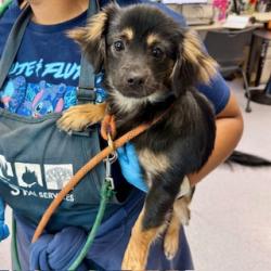 Shelter Stray Female Dog last seen 47th Ave and Adeline St (Temescal Creek Park), Oakland, CA, 1101 29th Ave, Oakland, CA 94601, USA