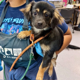 Shelter Stray Female Dog last seen 47th Ave and Adeline St (Temescal Creek Park), Oakland, CA, 1101 29th Ave, Oakland, CA 94601, USA