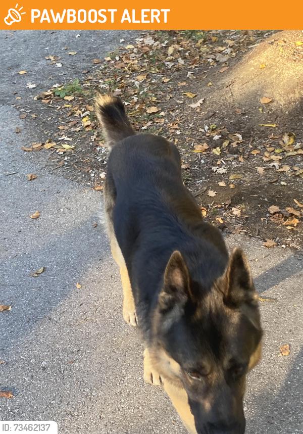 Found/Stray Unknown Dog last seen David dunlop observatory, Richmond Hill, ON L4C 1T3