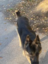 Found/Stray Unknown Dog last seen David dunlop observatory, Richmond Hill, ON L4C 1T3