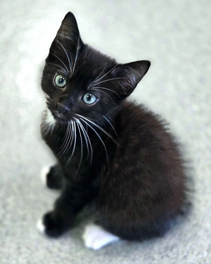 Shelter Stray Male Cat last seen Near Hoffman St, Longview, City of, TX, 303 H G Mosley Pkwy, Longview, TX 75604, USA