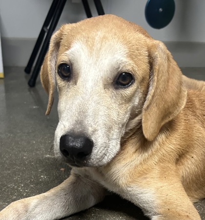 Shelter Stray Male Dog last seen SAHS Property, San Antonio, TX, 4804 Fredericksburg Rd, San Antonio, TX 78229, USA