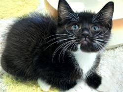 Shelter Stray Female Cat last seen Near Hoffman St, Longview, City of, TX, 303 H G Mosley Pkwy, Longview, TX 75604, USA