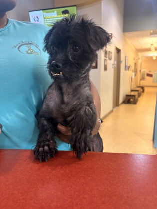 Shelter Stray Male Dog last seen Joe Wilson and Parkerville, Cedar Hill, TX, 1150 E Pleasant Run Rd, Cedar Hill, TX 75104, USA