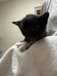 Shelter Stray Unknown Cat last seen dropped on front desk counter, Memphis,, 935 Farm Rd, Memphis, TN 38134, USA