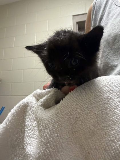 Shelter Stray Unknown Cat last seen dropped on front desk counter, Memphis,, 935 Farm Rd, Memphis, TN 38134, USA