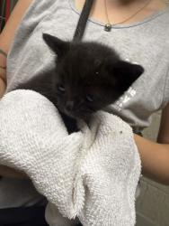 Shelter Stray Unknown Cat last seen dropped on front desk counter, Memphis,, 935 Farm Rd, Memphis, TN 38134, USA