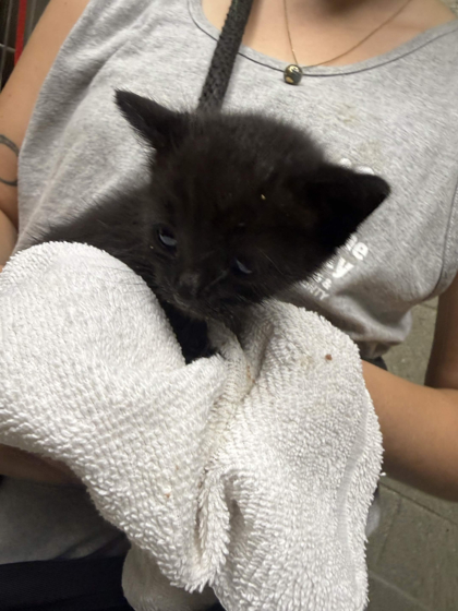 Shelter Stray Unknown Cat last seen dropped on front desk counter, Memphis,, 935 Farm Rd, Memphis, TN 38134, USA