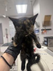 Shelter Stray Female Cat last seen Georgette Trl, Cherryville, NC, 1491 Business Park Ct, Gastonia, NC 28052, USA