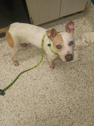 Shelter Stray Female Dog last seen Near United Ave Se, Atlanta, GA, 1251 Fulton Industrial Blvd NW, Atlanta, GA 30336, USA