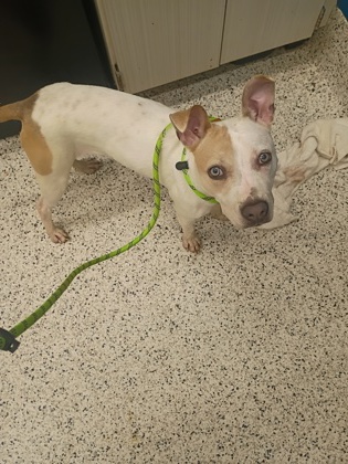 Shelter Stray Female Dog last seen Near United Ave Se, Atlanta, GA, 1251 Fulton Industrial Blvd NW, Atlanta, GA 30336, USA