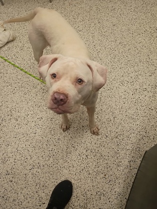 Shelter Stray Male Dog last seen Near Bolton Road, Atlanta, GA, 1251 Fulton Industrial Blvd NW, Atlanta, GA 30336, USA