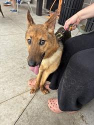 Shelter Stray Female Dog last seen Adina Drive NE, Atlanta, GA, 1251 Fulton Industrial Blvd NW, Atlanta, GA 30336, USA