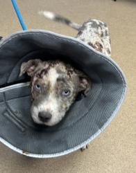 Shelter Stray Female Dog last seen Near memorial dr stone mountain ga 30083, 30083, GA, 3280 Chamblee Dunwoody Rd, Chamblee, GA 30341, USA
