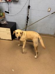 Shelter Stray Male Dog last seen Near Dogwood Pass Lithonia, 30038, 30038, GA, 3280 Chamblee Dunwoody Rd, Chamblee, GA 30341, USA