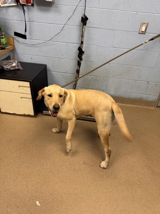 Shelter Stray Male Dog last seen Near Dogwood Pass Lithonia, 30038, 30038, GA, 3280 Chamblee Dunwoody Rd, Chamblee, GA 30341, USA