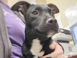 Shelter Stray Male Dog last seen ENGINEERS PASS, Williamson County, TX, 1855 SE Inner Loop, Georgetown, TX 78626, USA