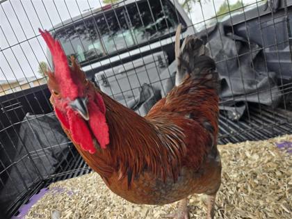 Shelter Stray Unknown Rooster last seen Cottontail Ln Georgetown, City of Georgetown, TX, 1855 SE Inner Loop, Georgetown, TX 78626, USA