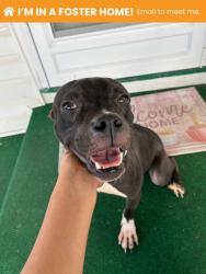 Shelter Stray Male Dog last seen Near Manchester ave, 21215, MD, 2490 Giles Rd, Baltimore, MD 21225, USA