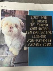 Lost Male Dog last seen Tennessee and quivas, Denver, CO 80219