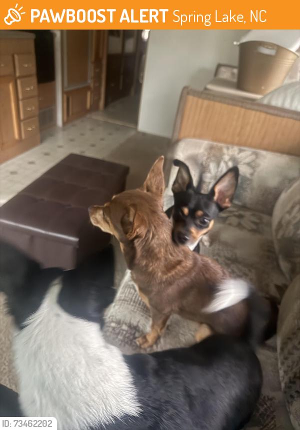 Found/Stray Female Dog last seen Bragg ests, Spring Lake, NC 28310