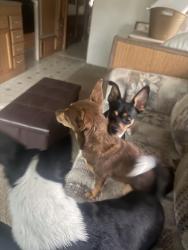 Found/Stray Female Dog last seen Bragg ests, Spring Lake, NC 28310
