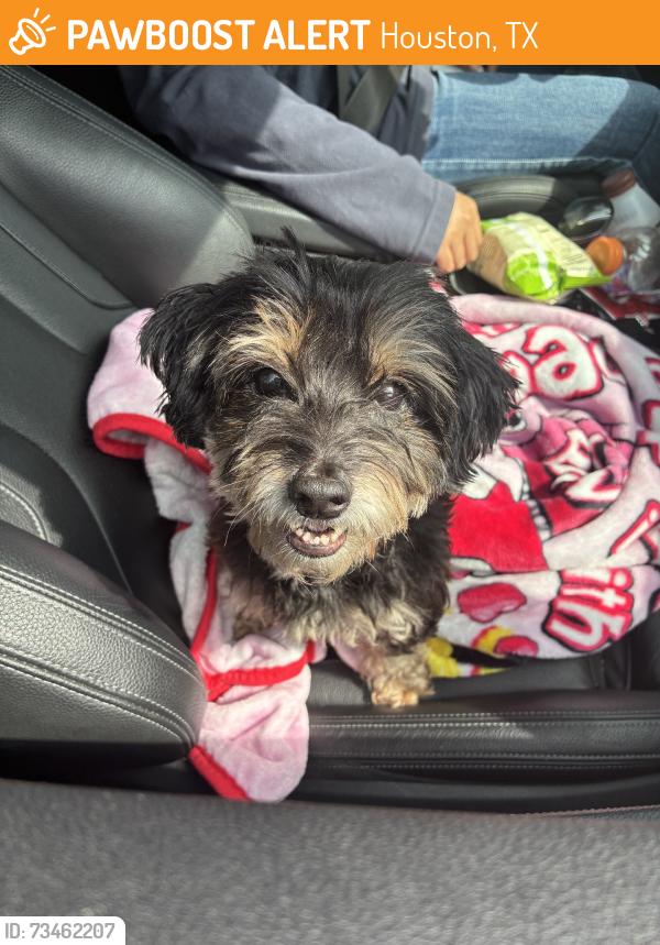 Found/Stray Female Dog last seen bunny run dr, Houston, TX 77088