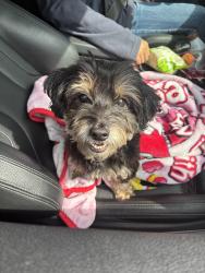 Found/Stray Female Dog last seen bunny run dr, Houston, TX 77088