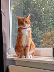 Reunited Male Cat last seen Hill end crescent leeds armley, West Yorkshire, England 