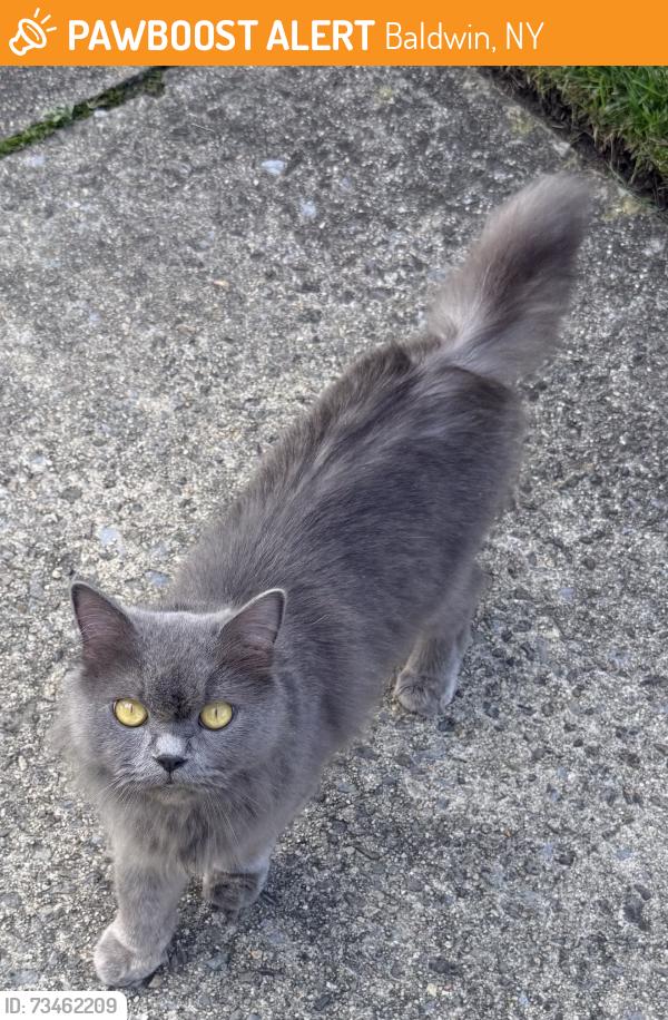 Found/Stray Unknown Cat last seen Baldwin, NY 11510, Baldwin, NY 11510