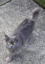 Found/Stray Unknown Cat last seen Baldwin, NY 11510, Baldwin, NY 11510