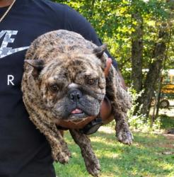 Lost Female Dog last seen Franklin st or SNS GAS STATION, Bassett, VA 24055