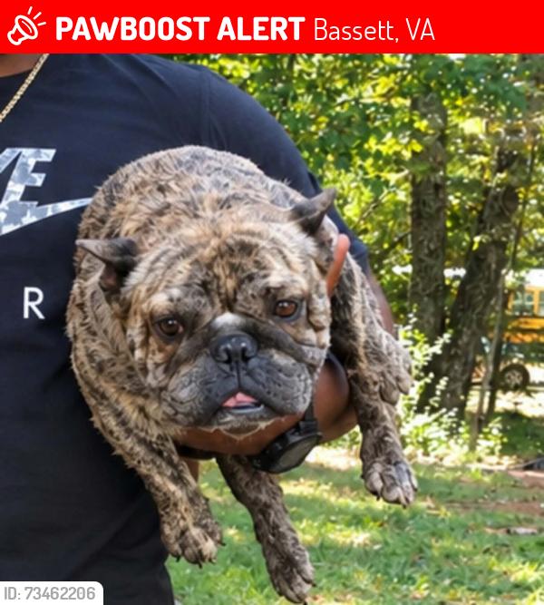 Lost Female Dog last seen Franklin st or SNS GAS STATION, Bassett, VA 24055