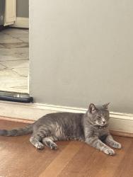 Reunited Male Cat last seen Near Sacramento Dr, Greensboro, NC 27406