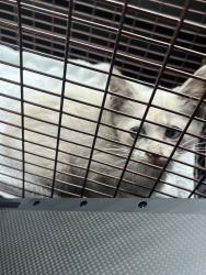 Shelter Stray Female Cat last seen Near N Lamar Boulevard, AUSTIN, TX, 78753, 7201 Levander Loop bldg a, Austin, TX 78702, USA