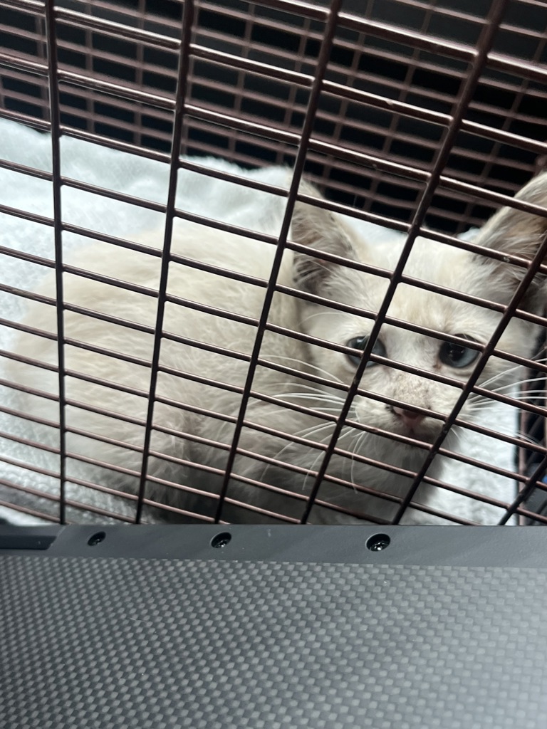 Shelter Stray Female Cat last seen Near N Lamar Boulevard, AUSTIN, TX, 78753, 7201 Levander Loop bldg a, Austin, TX 78702, USA