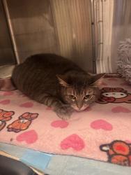 Shelter Stray Female Cat last seen Near Kent Avenue, BROOKLYN, NY, 11249, 326 E 110th St, New York, NY 10029, USA