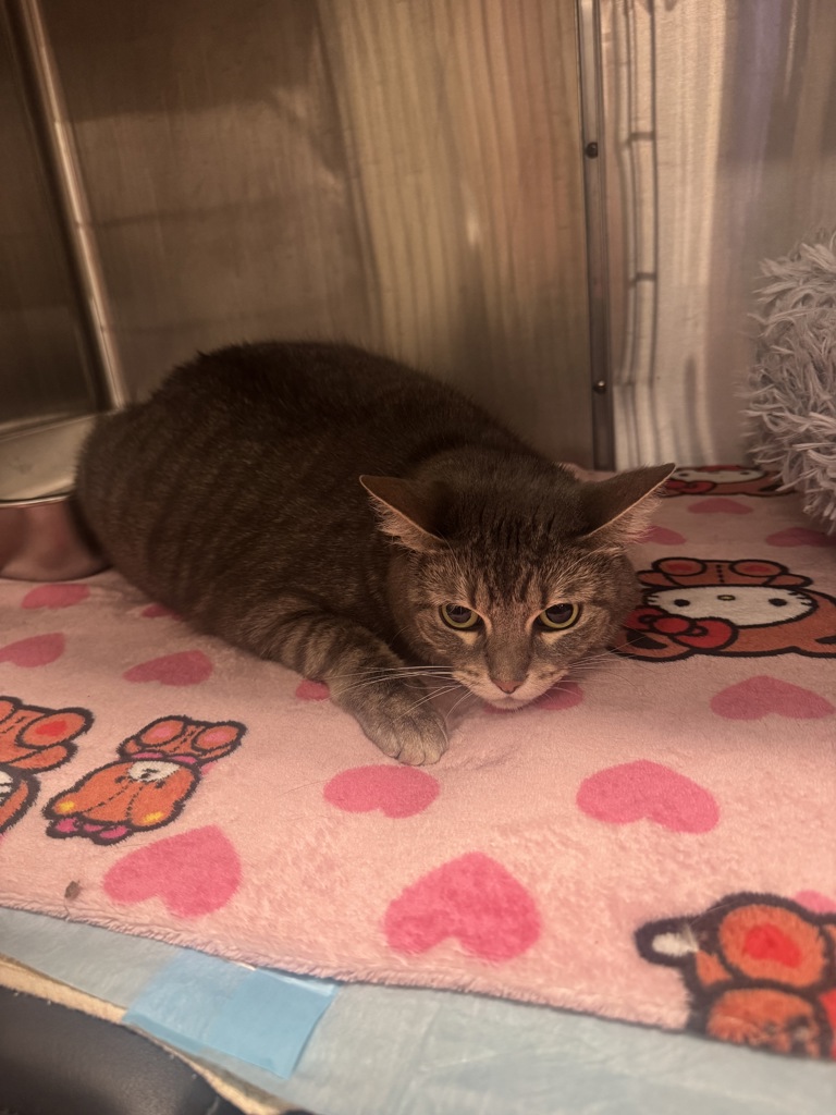 Shelter Stray Female Cat last seen Near Kent Avenue, BROOKLYN, NY, 11249, 326 E 110th St, New York, NY 10029, USA