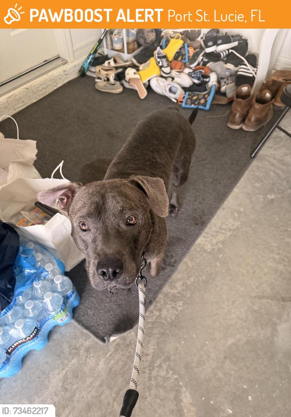 Found/Stray Male Dog last seen Ann Arbor and Kasson Court, Port St. Lucie, FL 34953