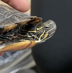 Shelter Stray Unknown Reptile last seen Near Illinois Street, San Diego, CA, 92104, 5500 Gaines St, San Diego, CA 92110, USA