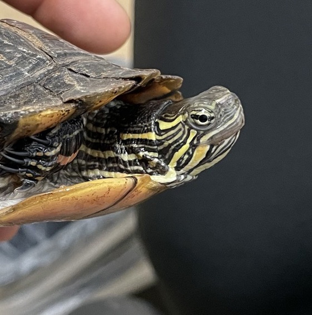 Shelter Stray Unknown Reptile last seen Near Illinois Street, San Diego, CA, 92104, 5500 Gaines St, San Diego, CA 92110, USA
