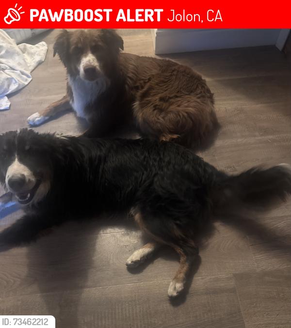 Lost Female Dog last seen Jolon Road, Jolon, CA 93930