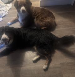 Lost Female Dog last seen Jolon Road, Jolon, CA 93930