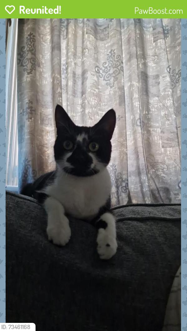 Reunited Female Cat last seen Tooting, Greater London, England SW17 9HL