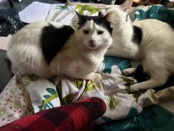 Lost Male Cat last seen Near n meadow st, Converse, TX 78109