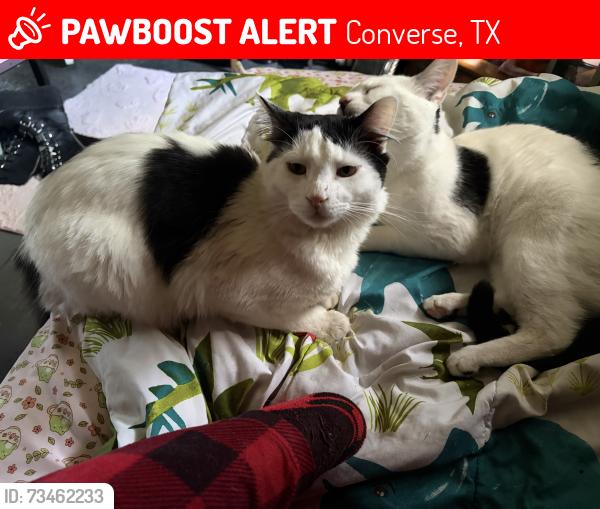 Lost Male Cat last seen Near n meadow st, Converse, TX 78109